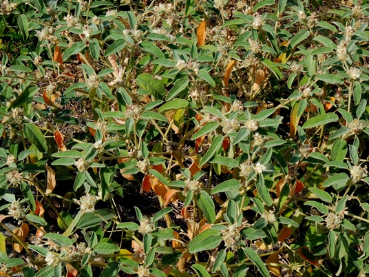 {Croton capitatus}